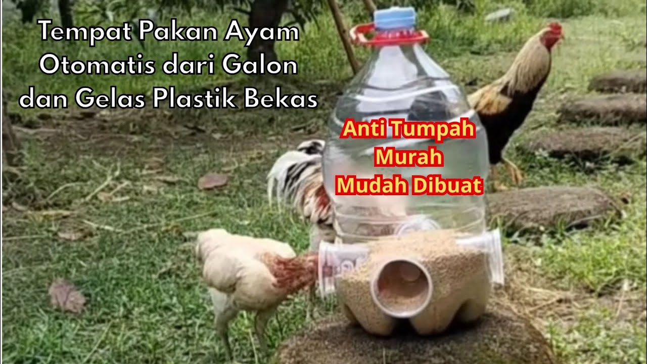 Membuat Tempat Pakan Ayam Otomatis dengan Galon dan Gelas Plastik Bekas
