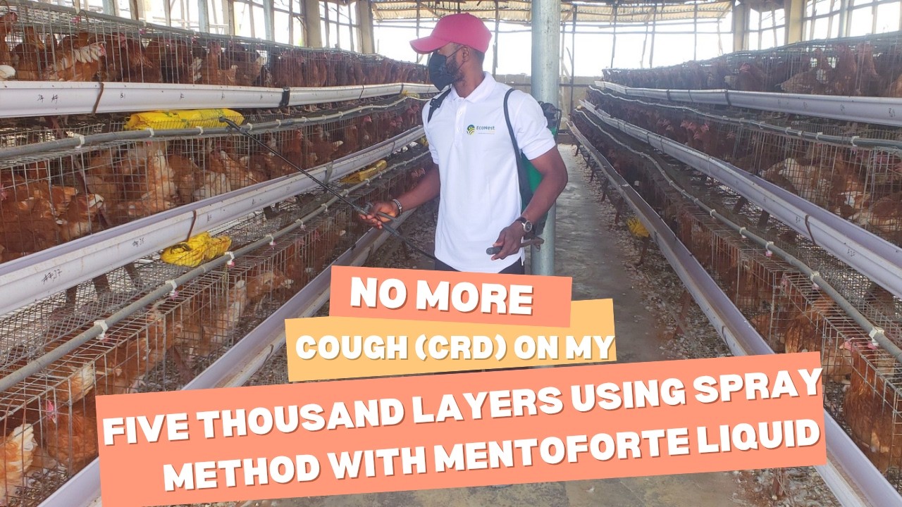 How I Treated Cough (CRD) on Layer Chickens Using Spray Method with Mentoforte Liquid in Three Days.