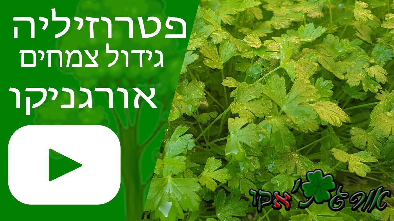 פטרוזיליה - גידול צמח - אורגניקו