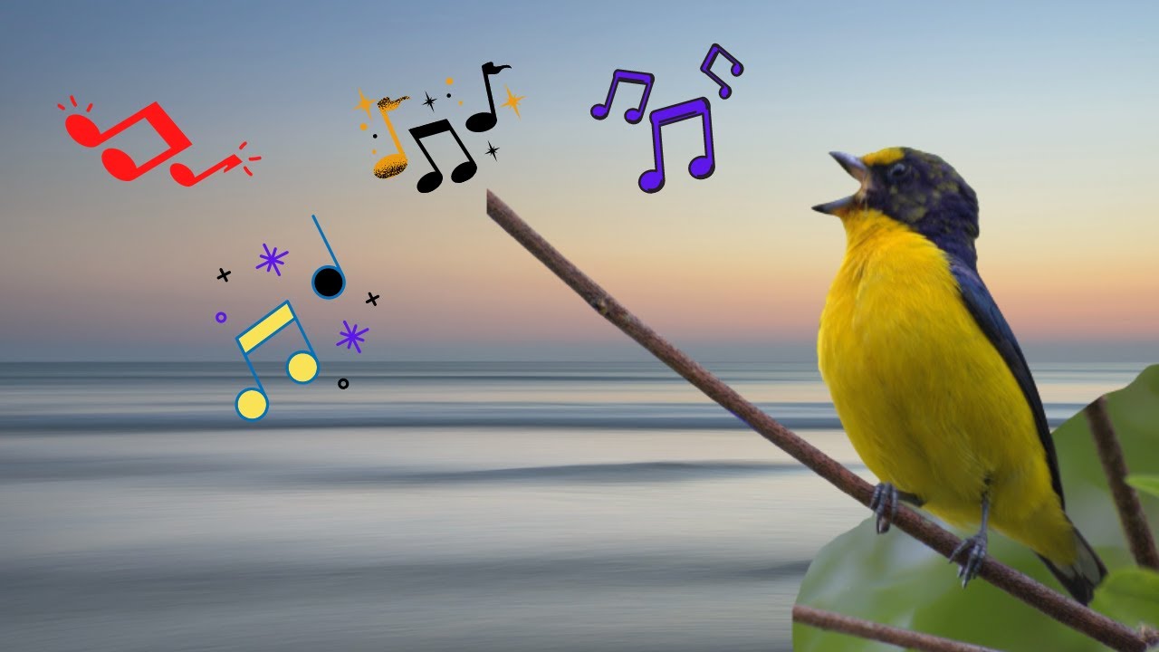 Gaturamo verdadeiro cantando - canto para esquentar filhotes!♾️
