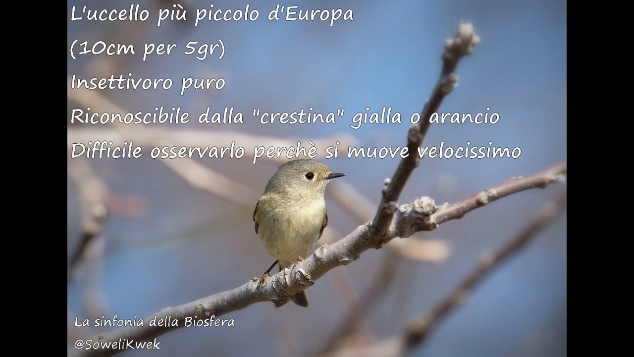 (La sinfonia della Biosfera) - Regolo