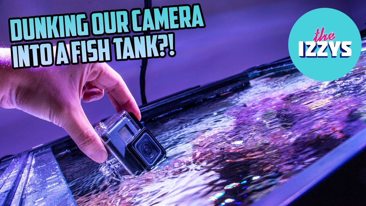 Let's Put the GOPRO Inside the FISH TANK