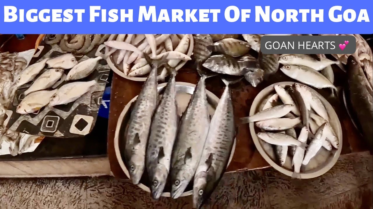 Biggest Fish Market Of North Goa 🦐🦑🦀🐟🐠🦈I Mapusa Fish Market I @GoanHearts_15