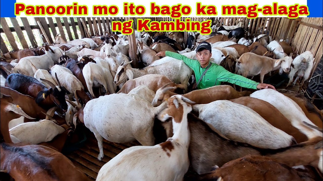 Tamang Diskarte para Yumaman ka sa Pag-Aalaga ng Kambing