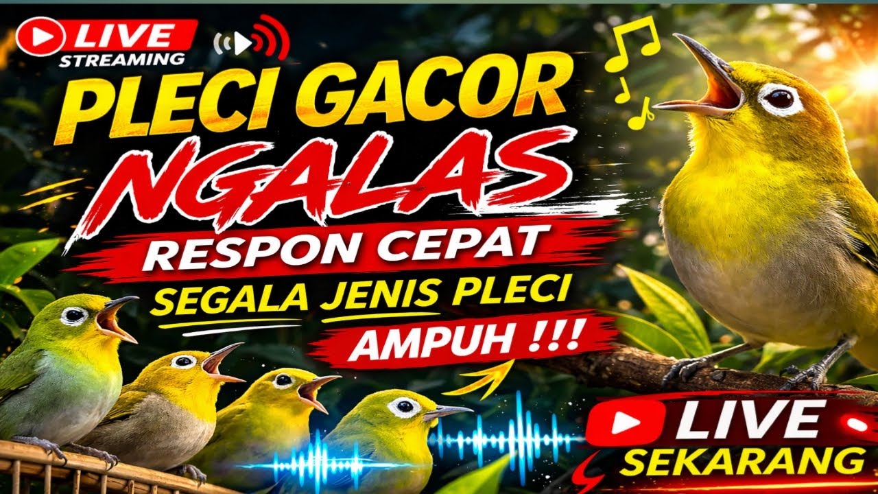 LIVE Pleci Ngalas Respon Cepat 🔥 Pancingan Semua Jenis Pleci | Suara Pleci Gacor