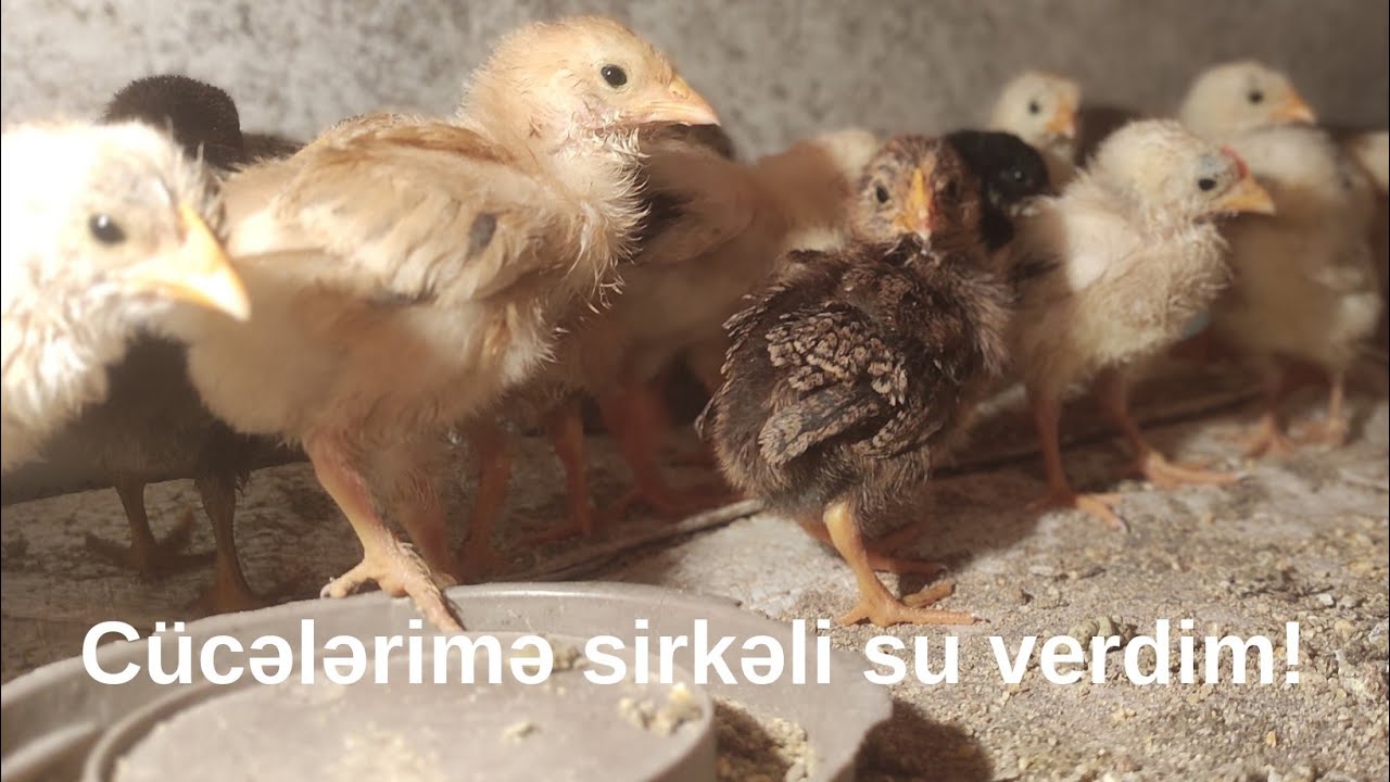 Cücələrimə sirkəli su verdim!
