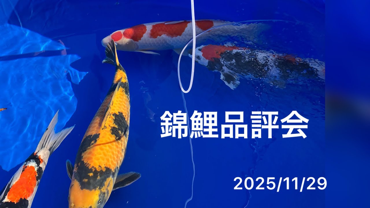 錦鯉品評会　2025/11/29