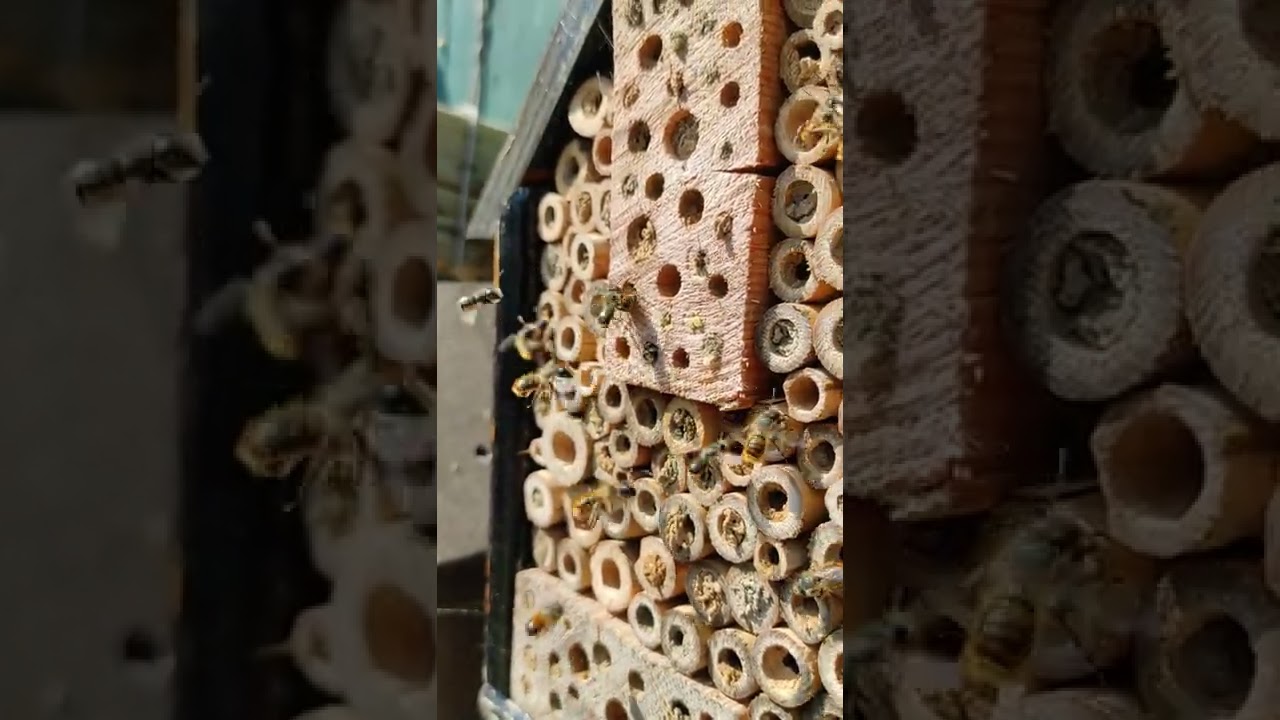 UK solitary bees in home made bee house. Wildlife in my garden.