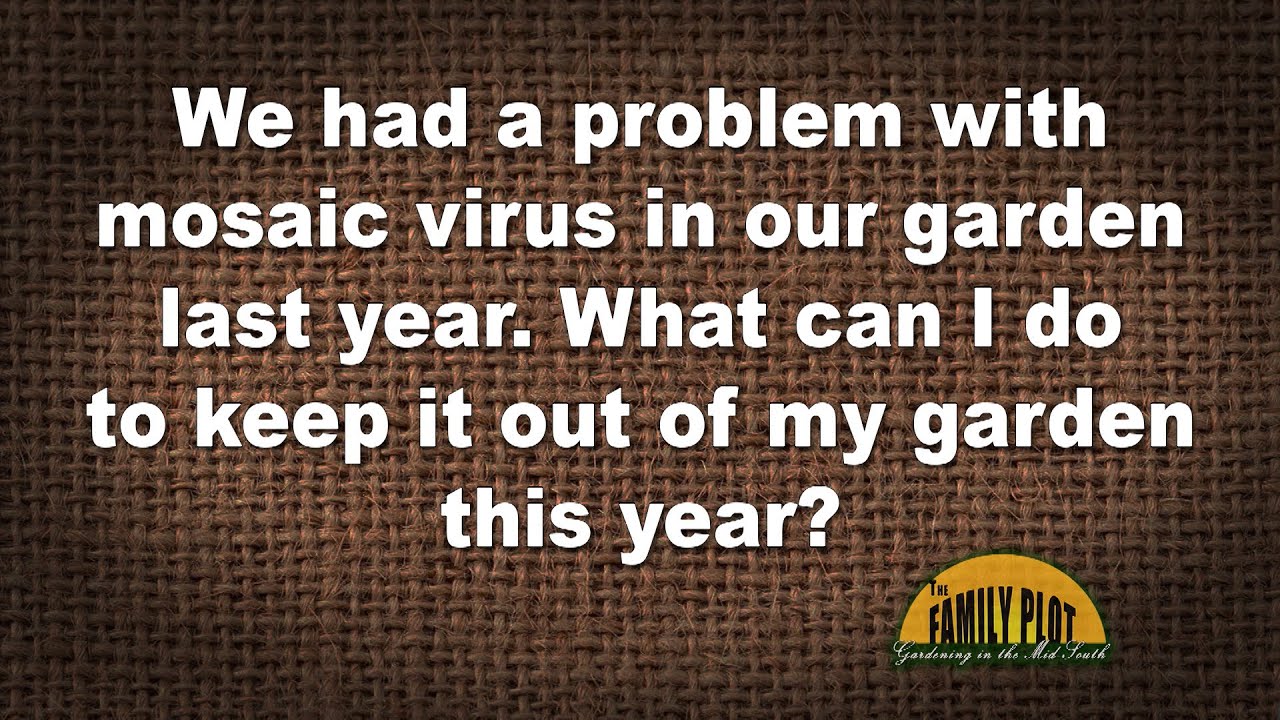 Q&A &ndash; How do we keep mosaic virus out of our garden this year?