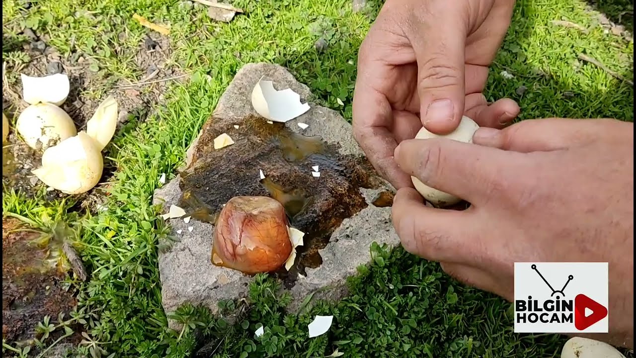 Kuluçka da ki civcivler neden çıkamaz.13 yumurtadan 1 civciv çıkmış