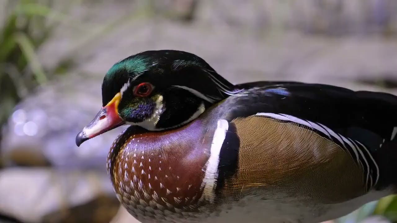 15 Duck Trivia Questions