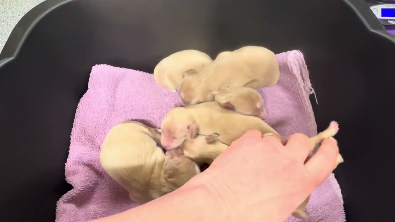 Chanel's A Litter 4 days Old
