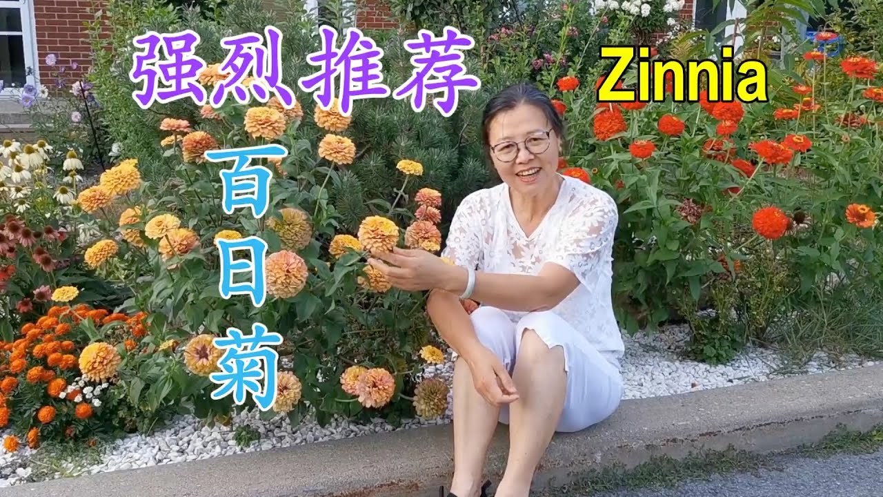 强烈推荐百日菊 颜色艳丽能开四个月 非常容易种 Zinnia Flowers