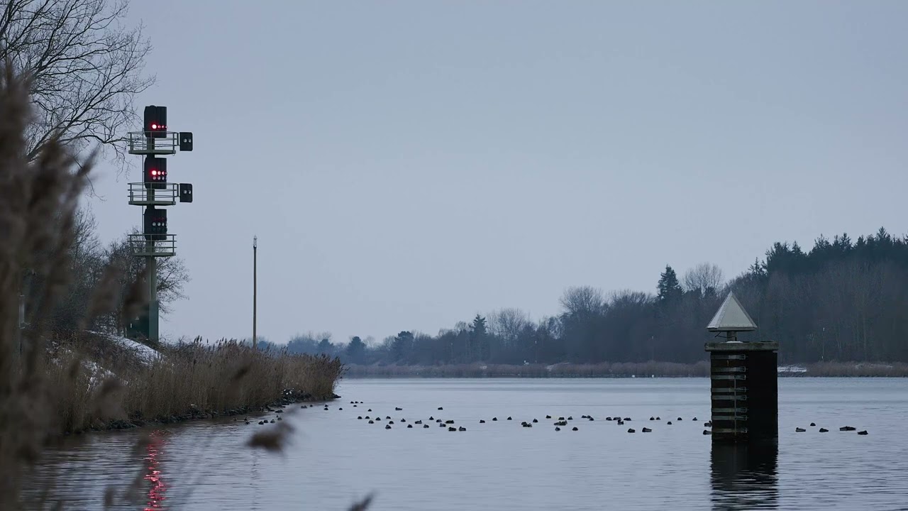Enjoy the beauty of wildlife at the Kiel Canal in winter ❄️ 4K Nature & Wildlife moments - NATUR PUR