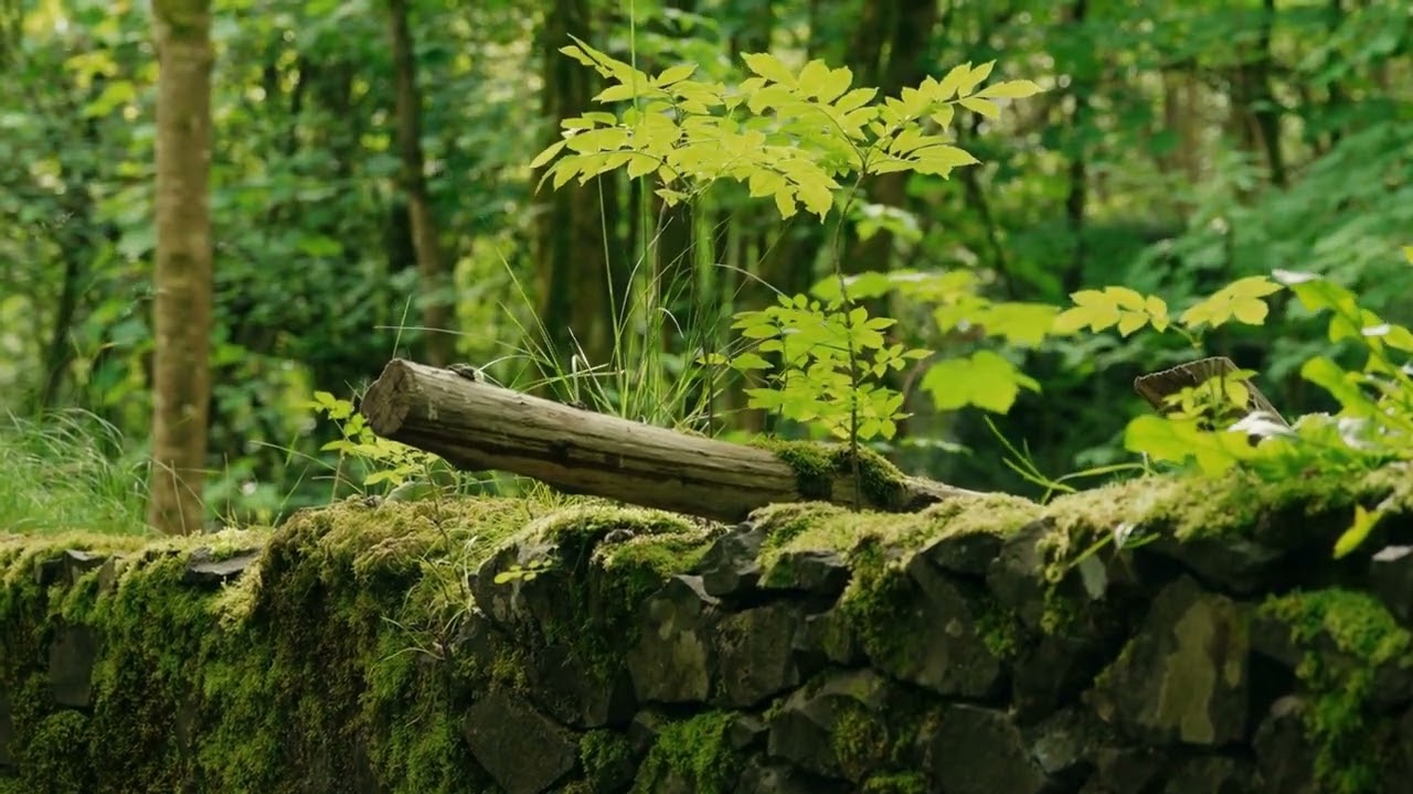 Leaves in the Wind - Soothing Sounds: Nature's Serenity for Relaxation, Stress Relief & Sleep