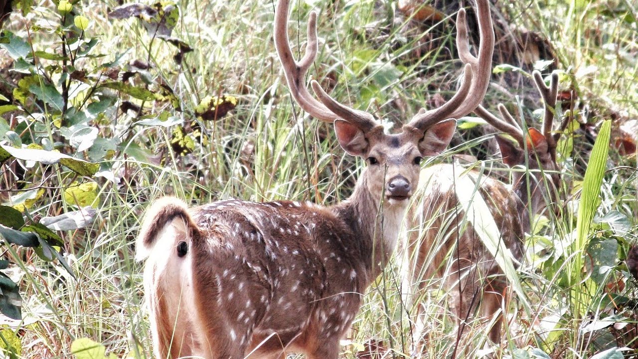 Bardia National park Nepal