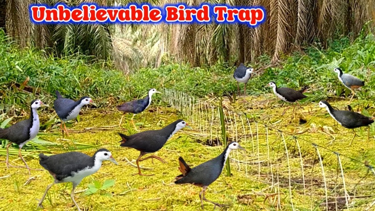 Simple Thread Trap for Catching Any Wild Bird | Easy & Effective Bird Trap #The_Bird_Kingdom