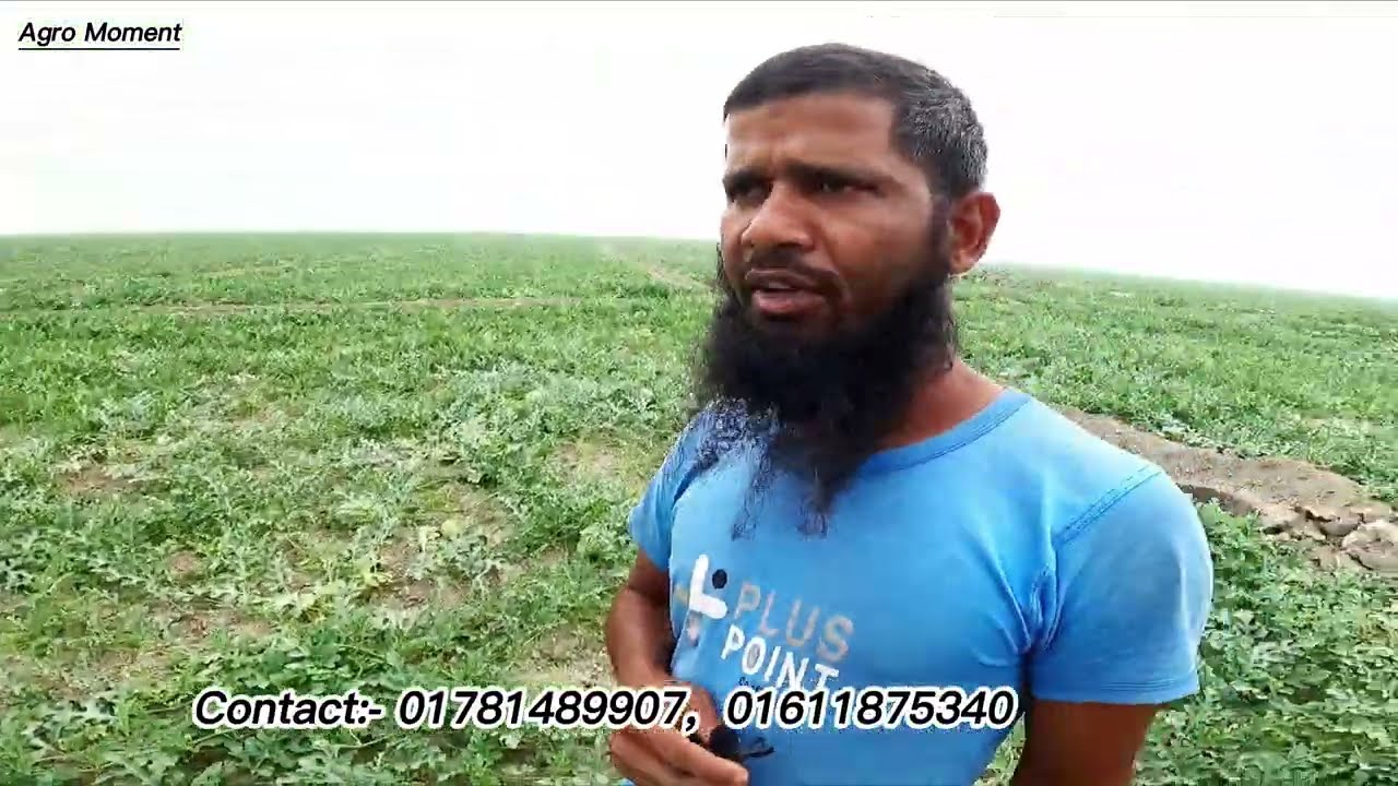 আমাদের বড় তরমুজ প্রজেক্ট এটা। মন্জু ভাই তার তরমুজের কেমন দাম চায় দেখুন।