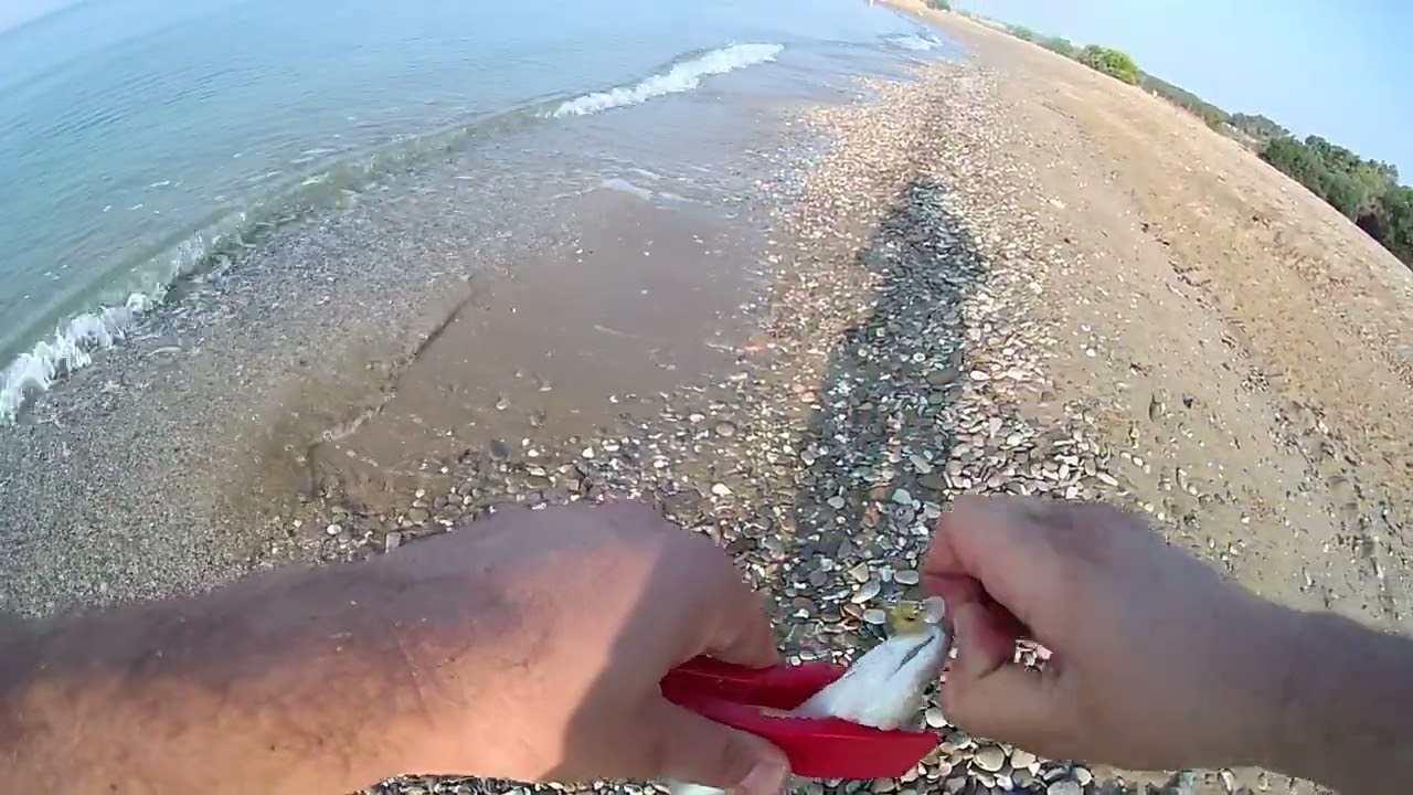 Hanfish Zıpır İle At-Yakala-Çek-Bırak Yumurtalık/ADANA