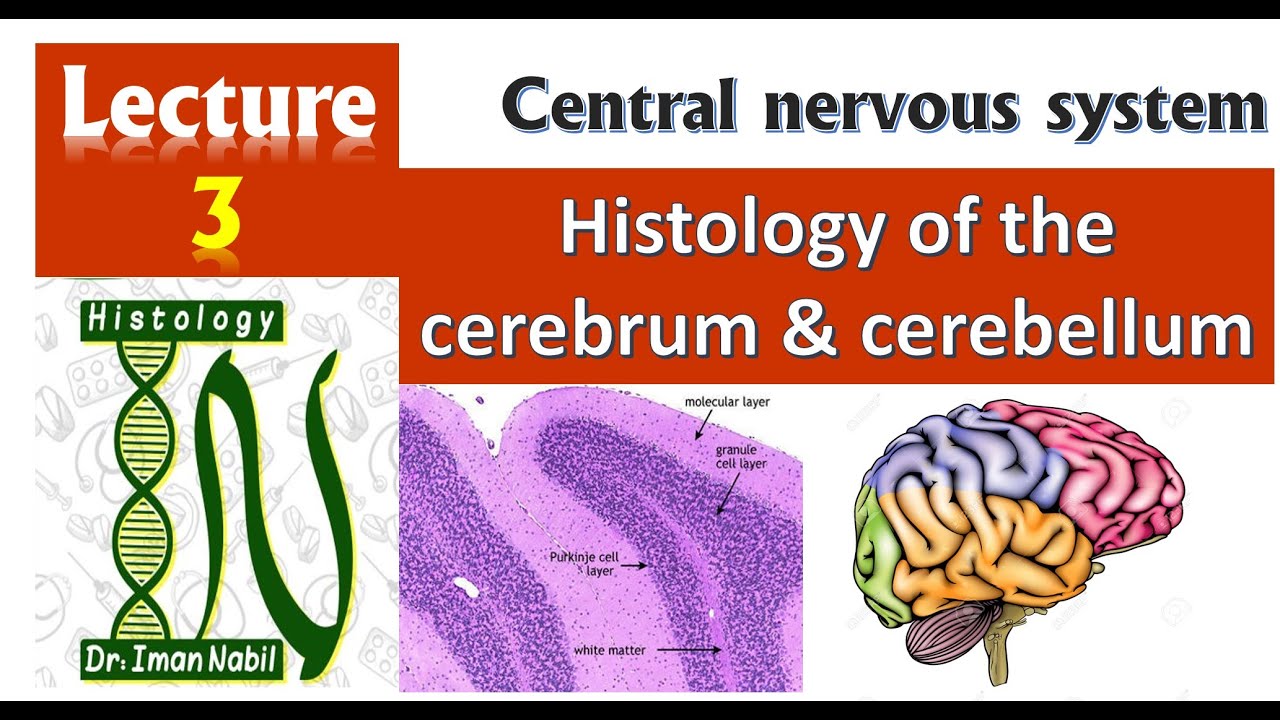 3-Histology of Cerebrum and Cerebellum-CNS
