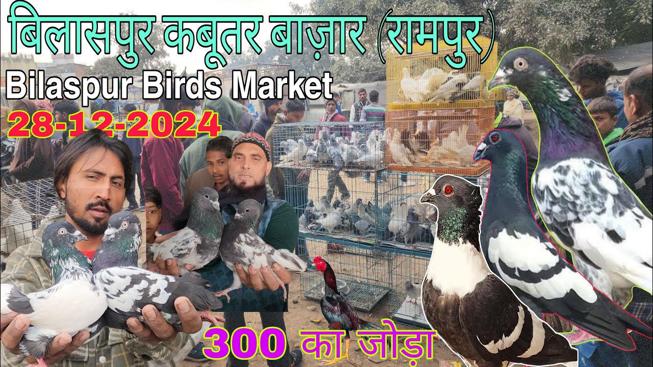 Bilaspur kabootar market 28-12-2024. बिलासपुर कबूतर बाज़ार जिला रामपुर उत्तर प्रदेश।