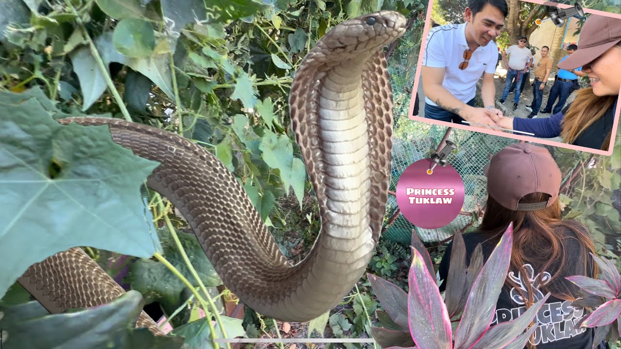 Acting Mayor Ryan Viray nakipag sanib pwersa kay princess upang mahuli ang cobra pumasok sa paaralan