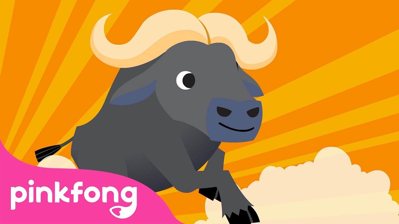 Búfalo | Canções de Animais | Pinkfong Canções para Crianças