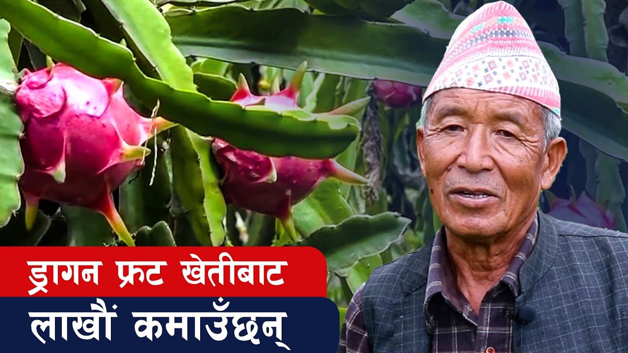 बुढेसकालमा ड्रागन फ्रुट खेती गरेर लाखौँ रुपैयाँ कमाउने बुबाको कथा | dragon fruit