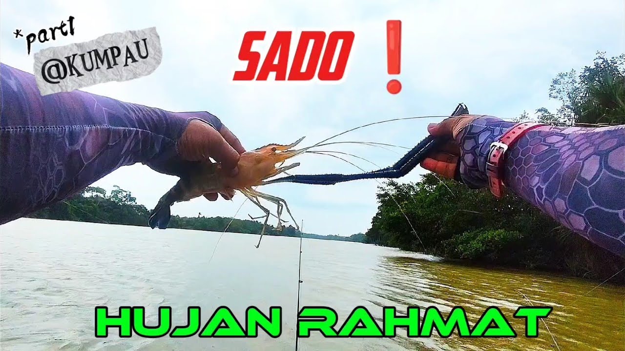 Udang Sungai Mersing | Tarikannya Dibuai Mimpi @kumpausado.Y.T.C #udang #udanggalah #mancingudang 