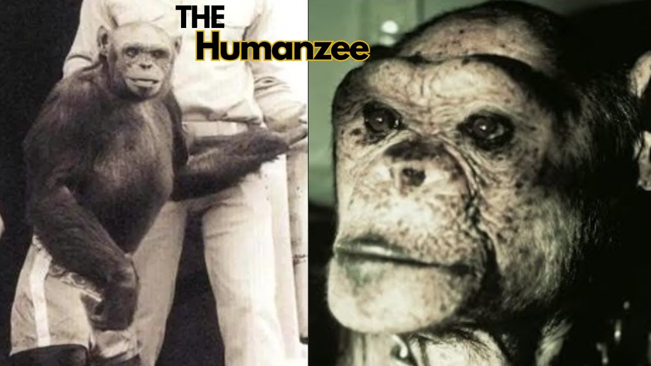 Man or Ape? The Strange Case of Oliver the Humanzee