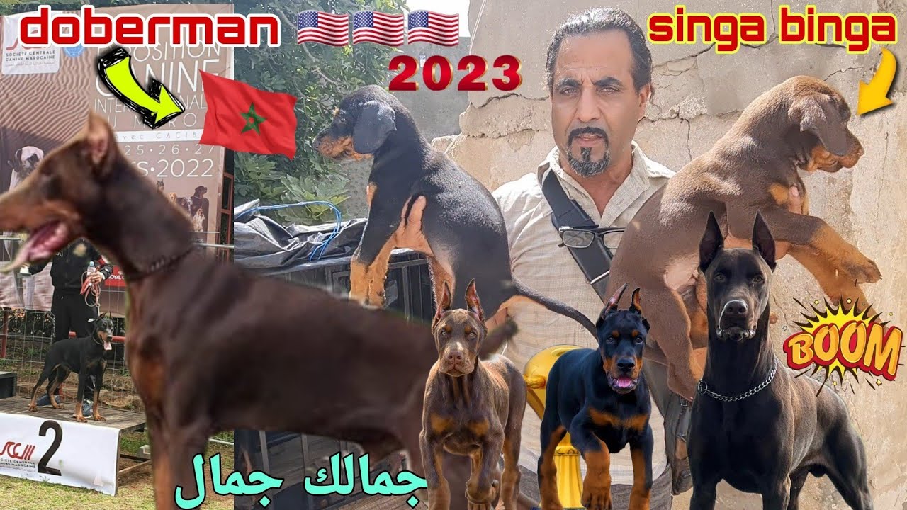 زيارة مفاجأة عند مولوع محسين مع احسن الكلاب🥇 #doberman مع أتمني جدا مناسب💲 وجمالك جمال #souk_kriaa 🐕
