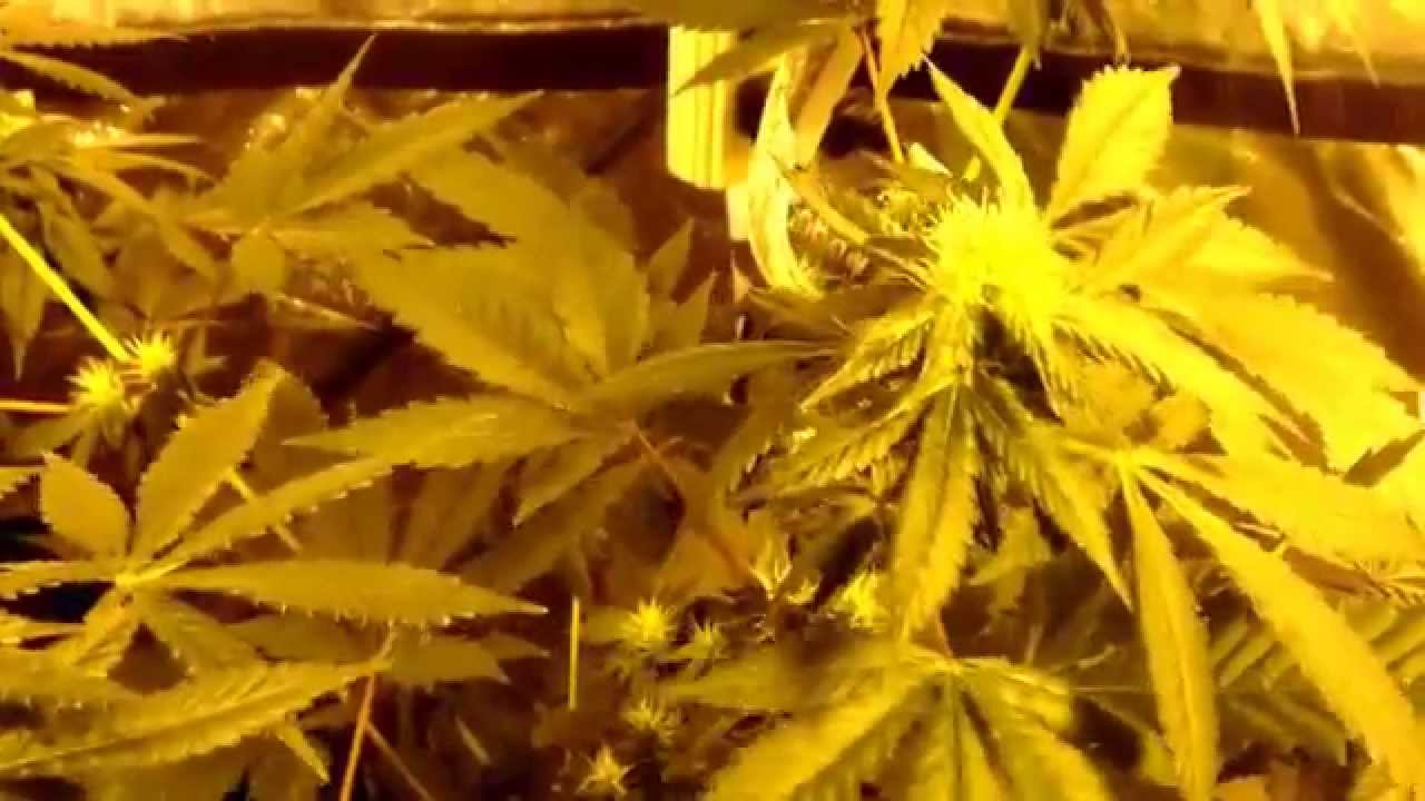 Ocean Grown Grow