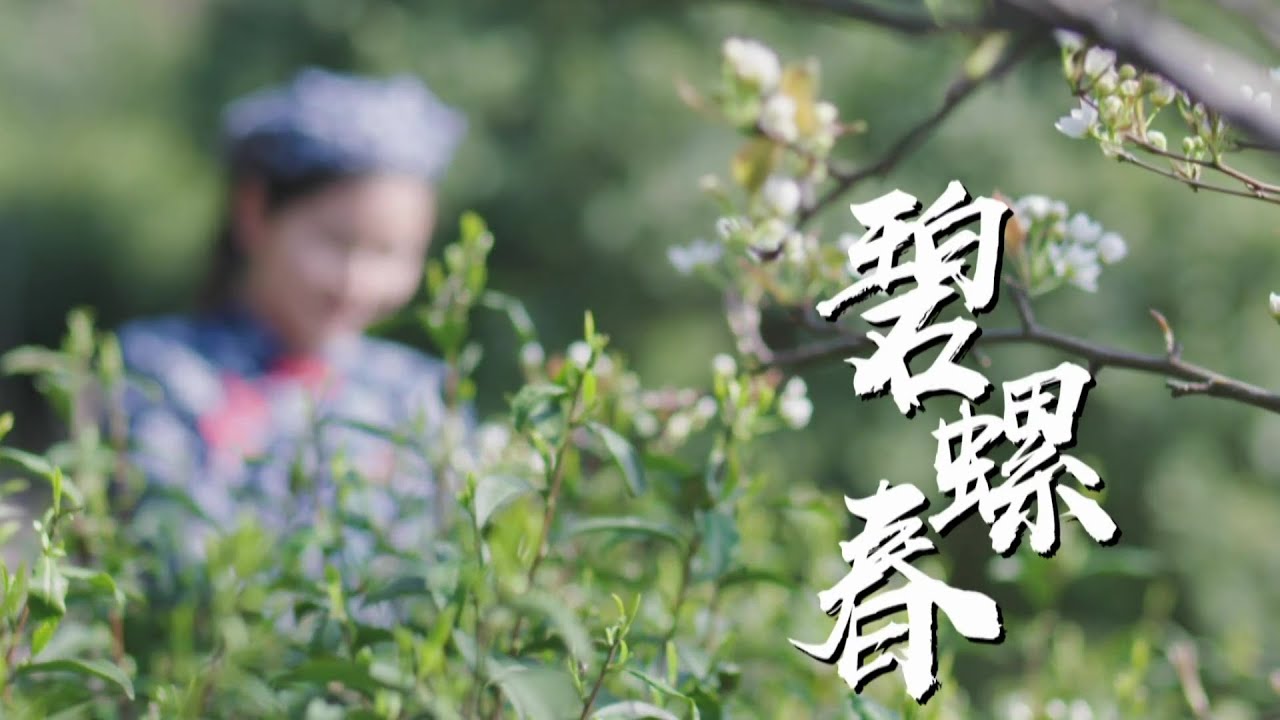 茶文化 | 苏州碧螺春制作技艺