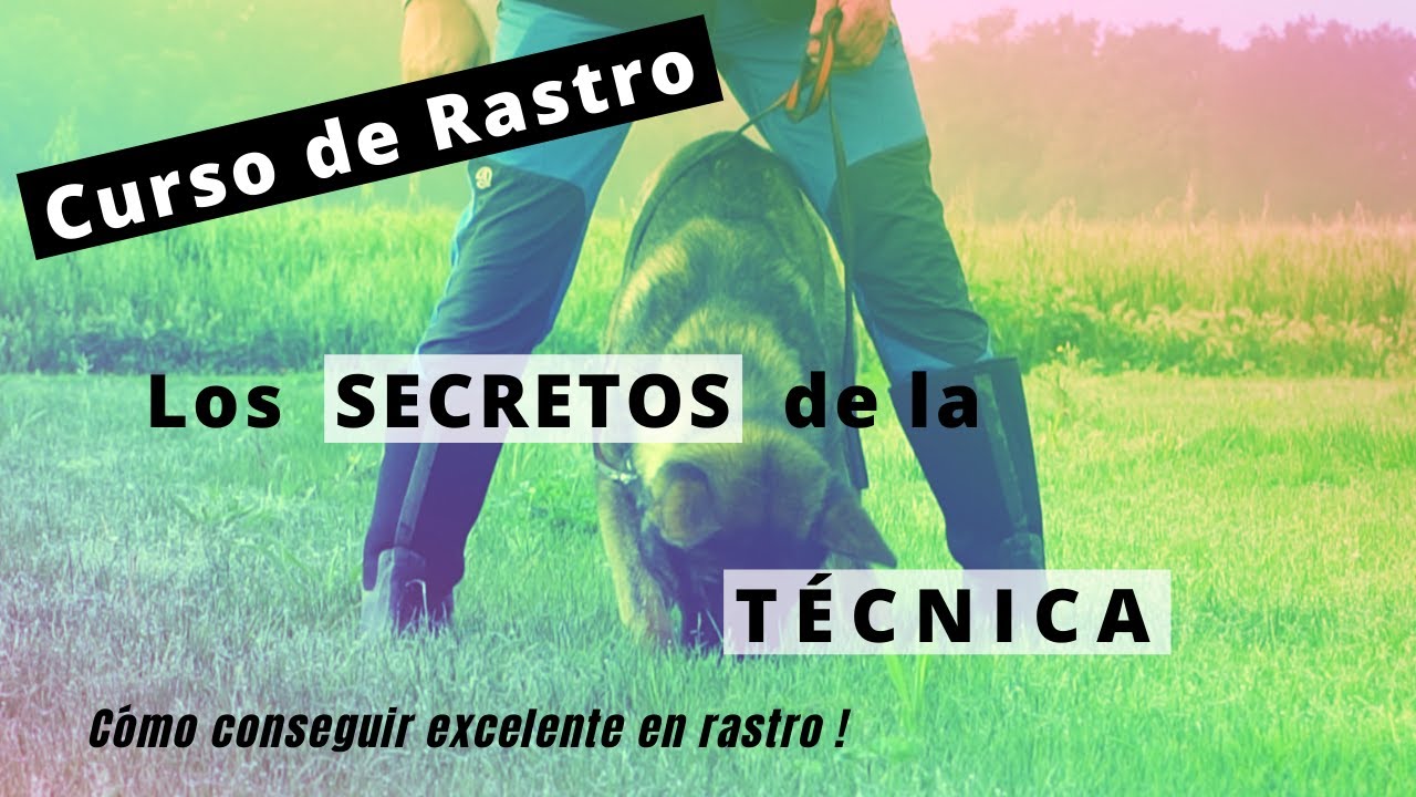 Los  [SECRETOS]  del Rastro! Aprende a enseñar la técnica a tu perro para conseguir un Excelente 💪