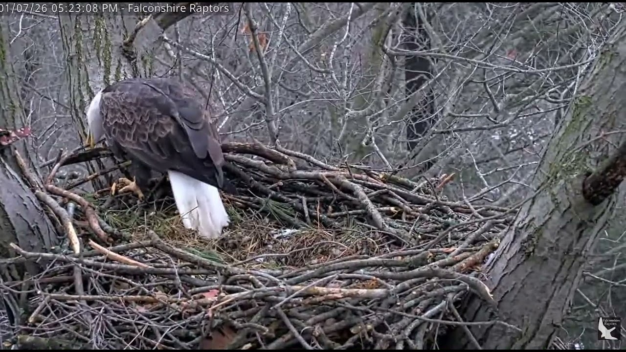 2026 Jan 7 Work Continues at the Nest
