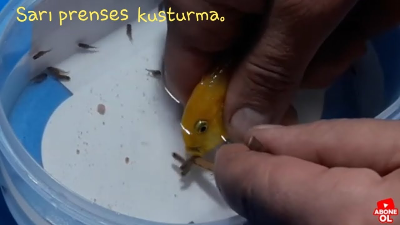 Sarı prenses kusturma. ( 2 dişiden 55 yavru aldık.)