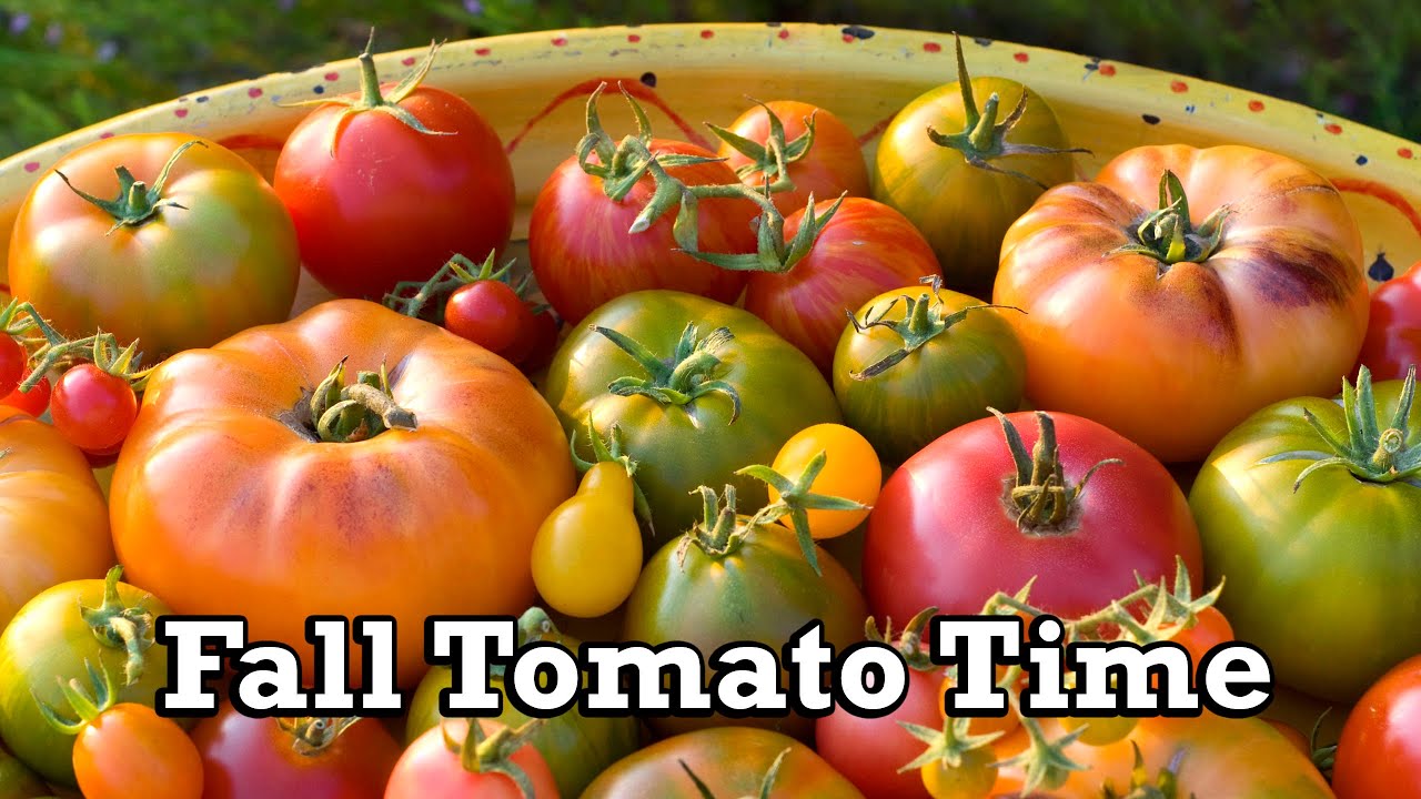Fall Tomato Time 🍅 | Planting Tips for Determinate & Indeterminate Tomatoes at North Haven Gardens
