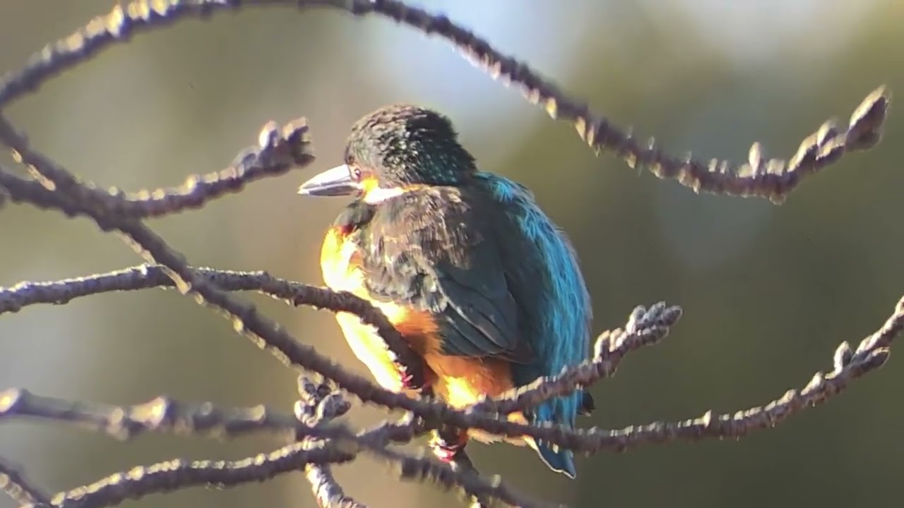 善福寺公園　カワセミ