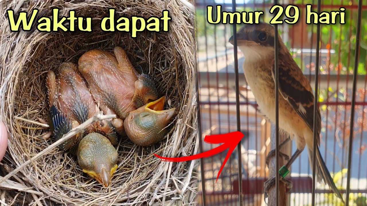 Perkembangan burung cendet dari kecil sampai dewasa - part 6