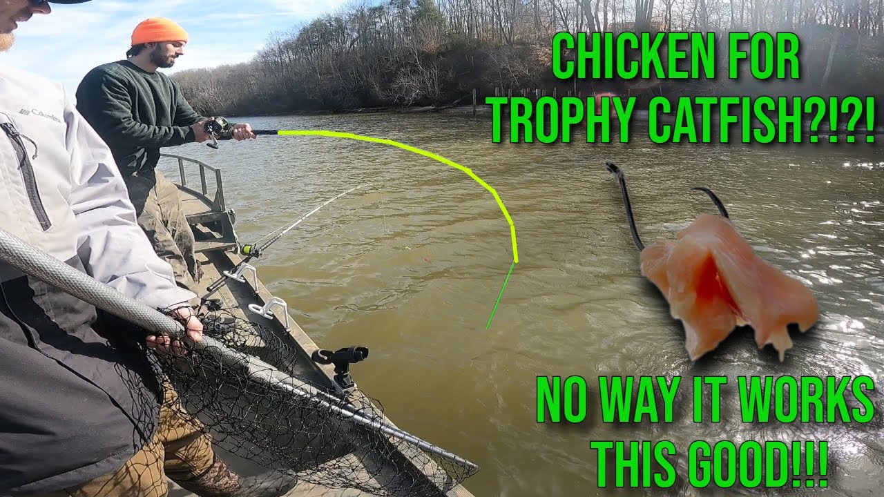 Catching Big Winter Catfish With Chicken?!?!?