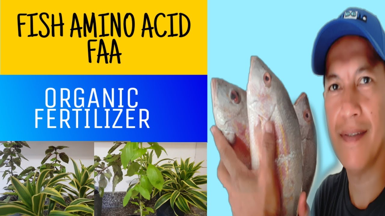 How to make FISH AMINO ACID FAA as organic fertilizer- Paano gumawa ng FISH AMINO ACID