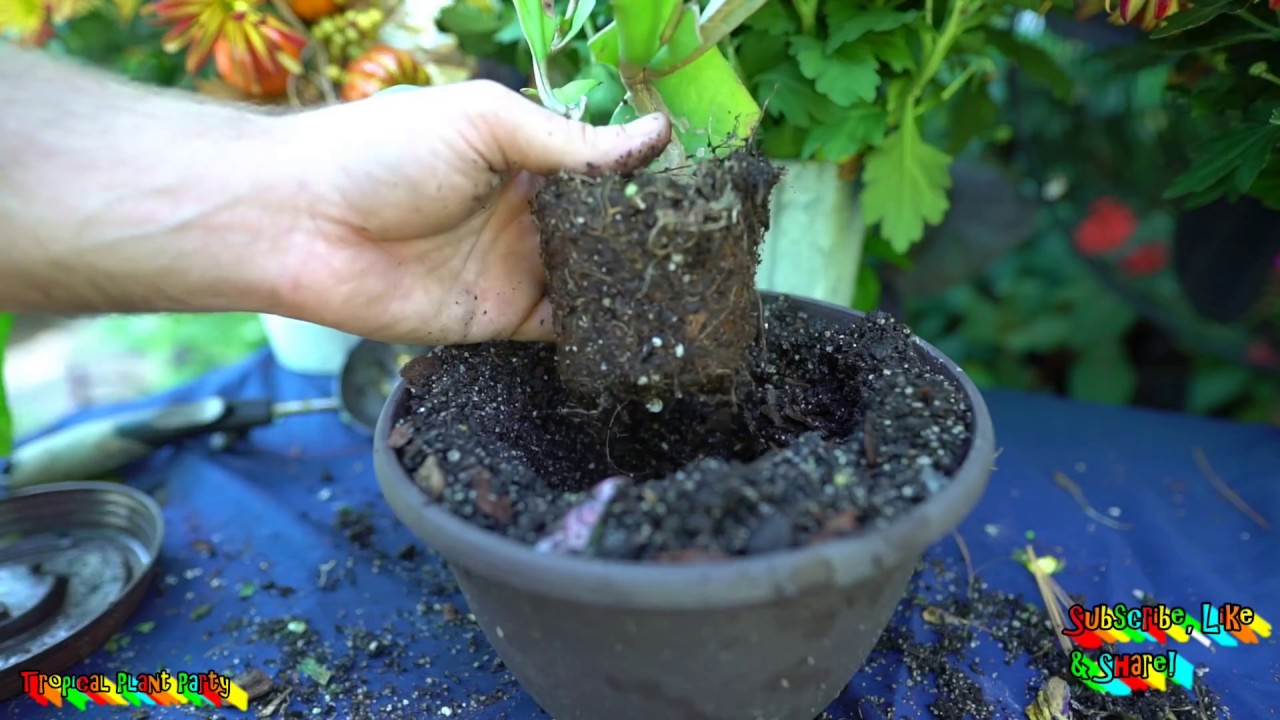 🌵Epiphyllum Cactus Repotting🌵
