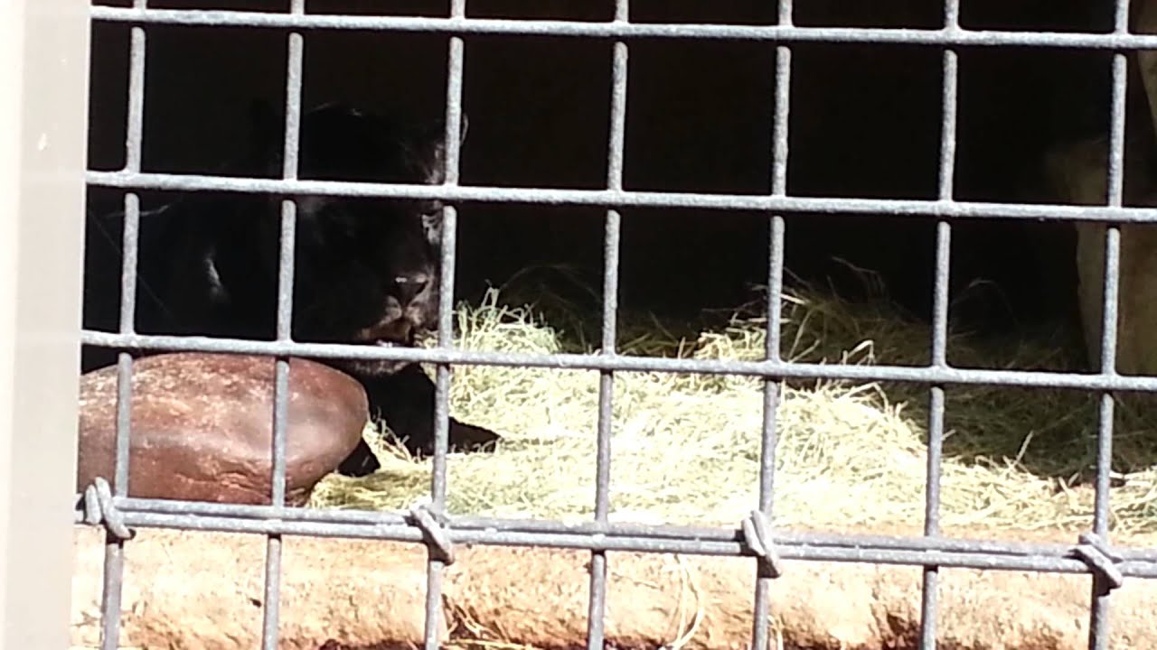 Black Jaguar howling at the San Diego Zoo