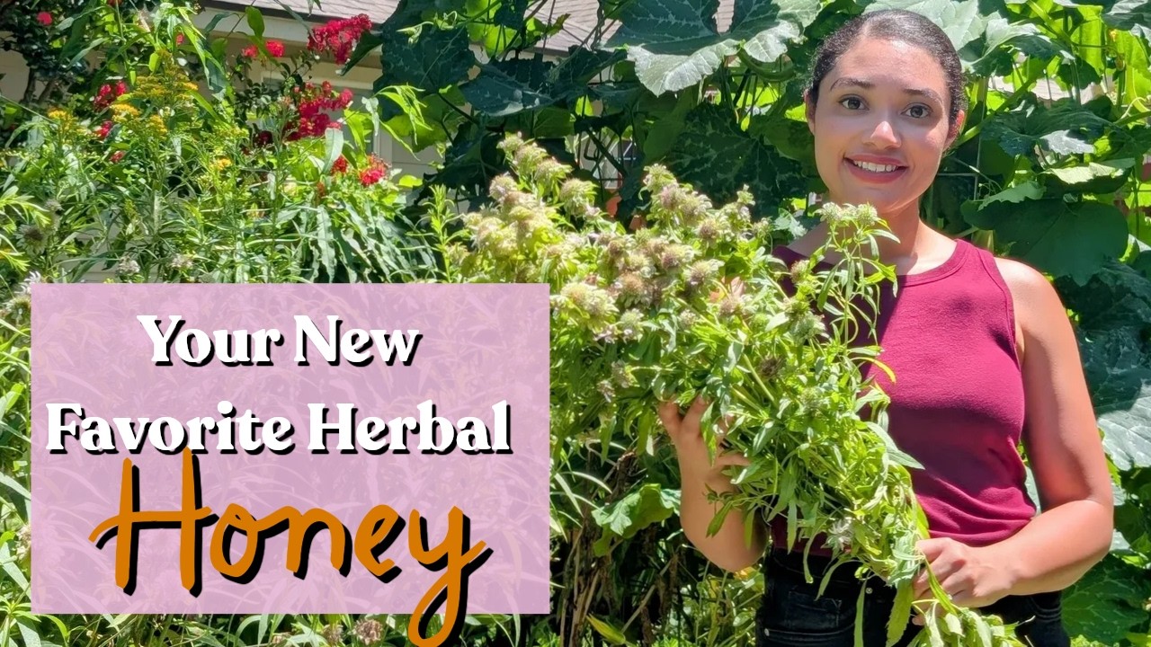 Making Monarda Medicine: Your Guide to Bee Balm Honey & Tincture
