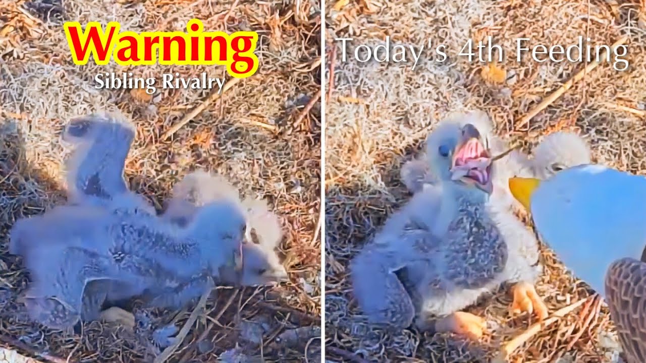 #56🦅🐥14°🐥9°／Winter Park Eagle Nest 2026／Against All Odds:One-Eyed Mom Eagle／by Winter Park Eagle Cam
