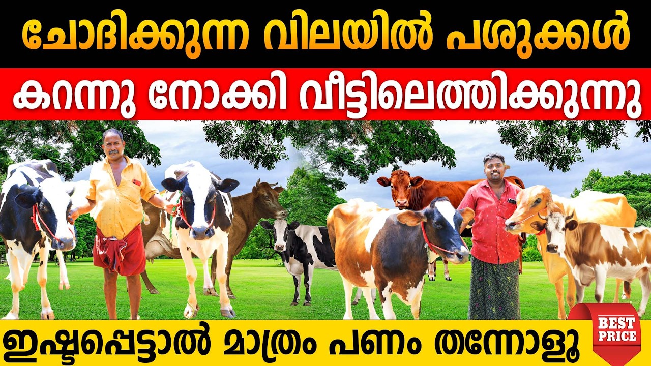 പശുക്കളെ കറന്നു നോക്കി വാങ്ങി നൽകുന്ന അച്ഛനും മകനും| ഇഷ്ടപ്പെട്ടാൽ മാത്രം പണം തന്നോളൂ