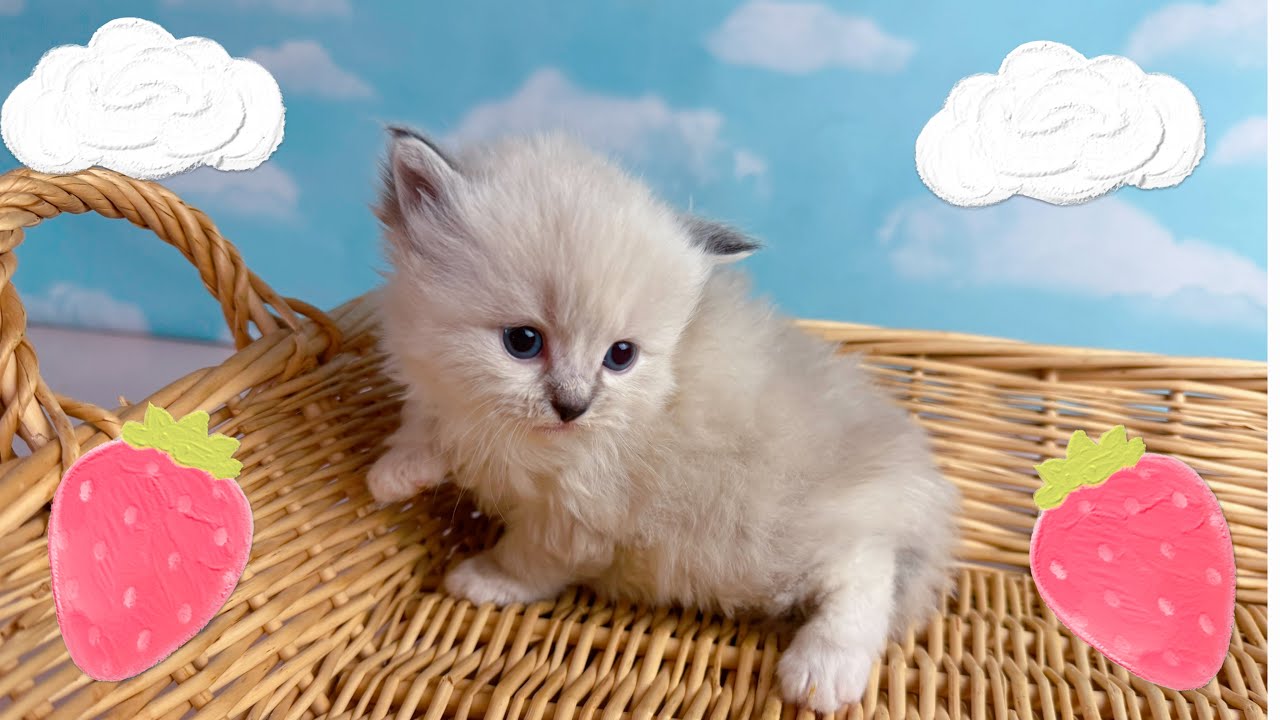 Ragdoll Kittens almost 4 weeks old - May 18, 2025