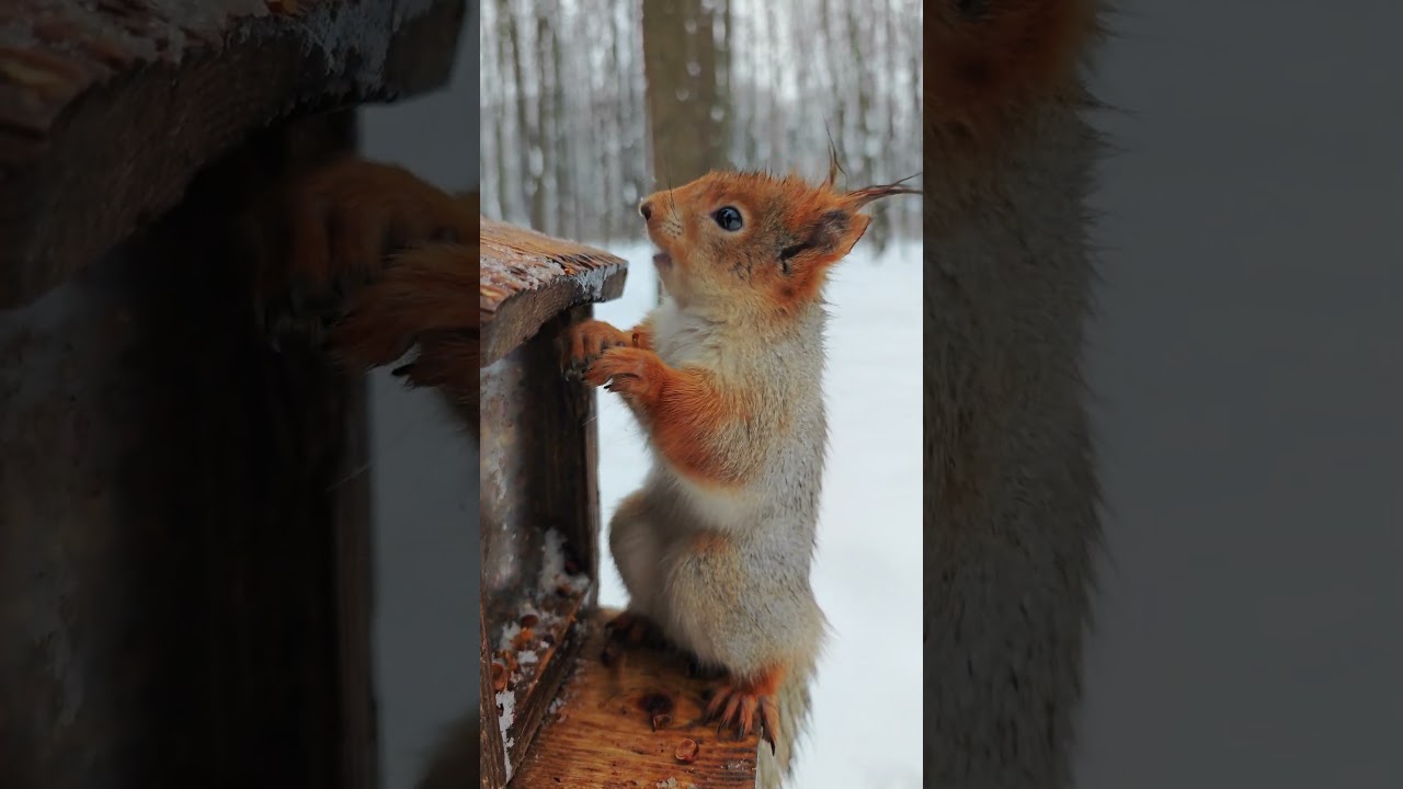 Белка у кормушки / Squirrel at the feeder