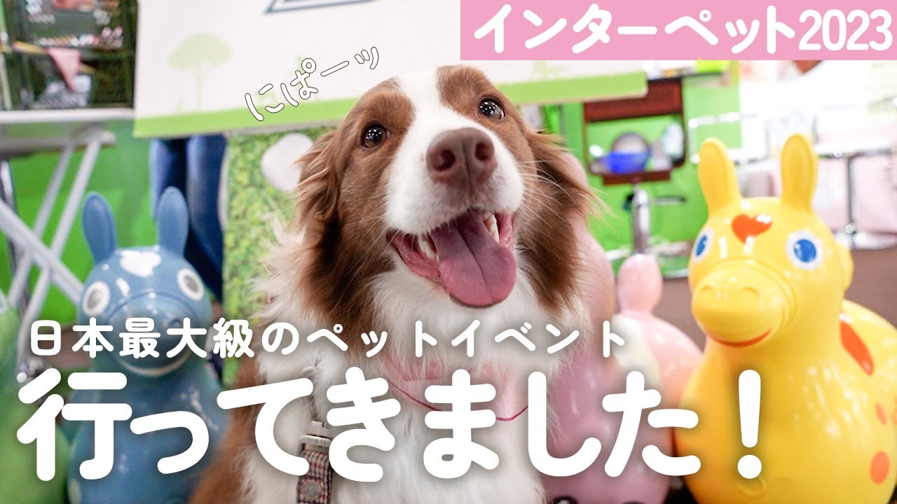 【インターペット2023】日本最大級のペットイベントではしゃいじゃうボーダーコリーが可愛いすぎる♡！！