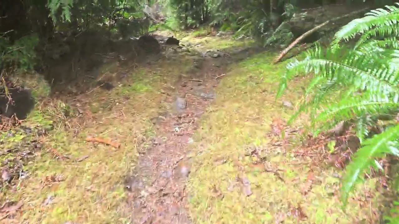 Elbe Hills State Forest rainy hike + advice - Ashford, Washington 3